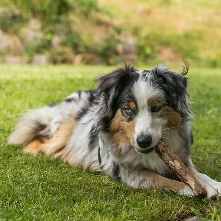 Grosses Mit Sauna, Grill, Garten, Kaminofen - Zum Kuckuck Apartmán Schonach im Schwarzwald